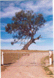 Front gate at Nelenia, Delegate NSW